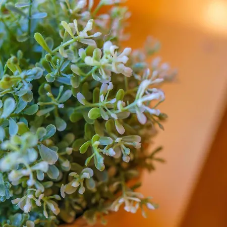 民宿 Widokowka Tatry I *